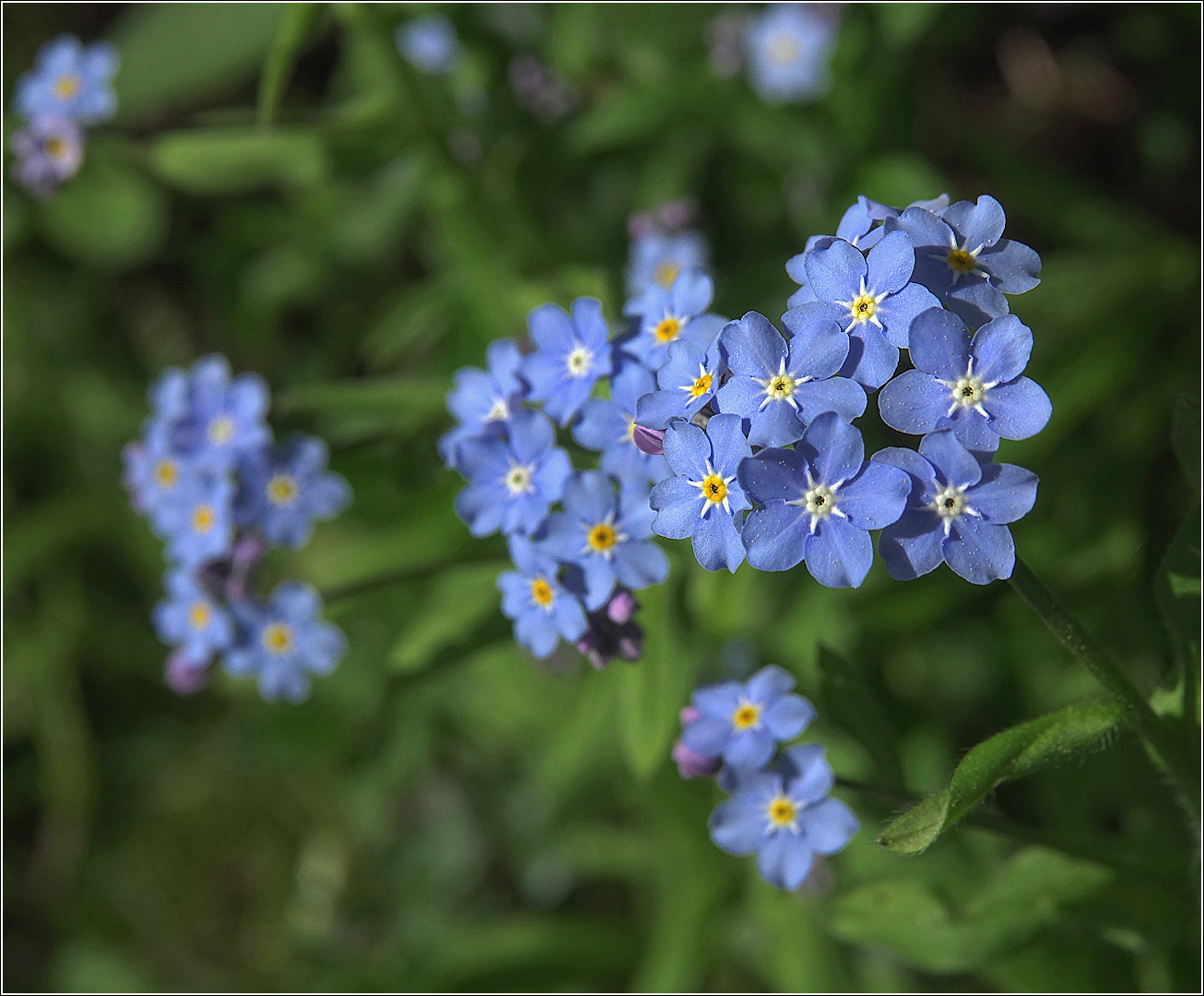 Изображение особи Myosotis sylvatica.