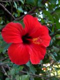 Hibiscus rosa-sinensis