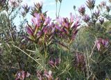 Astragalus arbuscula