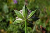 Astrantia maxima. Обёртка соцветия. Республика Адыгея, Майкопский р-н, ок. 7 км к югу от с. Новопрохладное, хр. Ду-Ду-Гуш, выс. ок. 1570 м н.у.м., субальпийский луг. 30.07.2022.