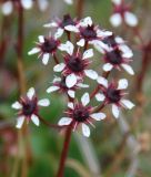 Micranthes melaleuca