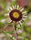 Carlina intermedia