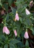 Malvaviscus penduliflorus. Часть веточки с цветками и бутонами. Израиль, г. Яффо, в культуре. 10.11.2023.