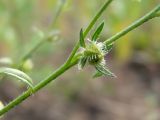 Lappula squarrosa. Часть побега с плодом. Магаданская обл., Ольский р-н, окр. пгт Ола, у дороги. 16.07.2021.