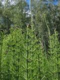 Equisetum fluviatile