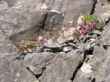 Saxifraga asiatica. Цветущее растение. Забайкалье, хр. Кодар, верховья ручья Олений Рог. 28 июля 2012 г.