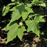 Platanus × acerifolia