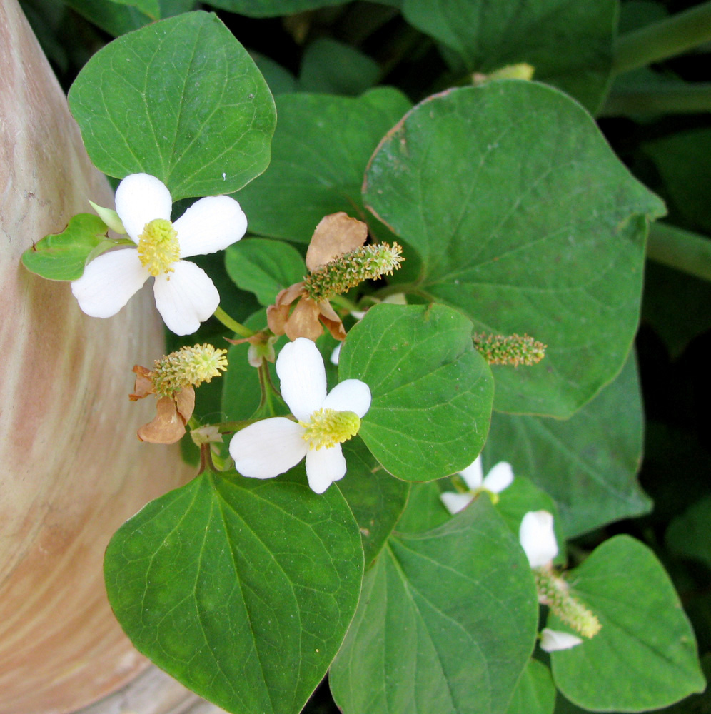 Изображение особи Houttuynia cordata.