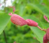 Aesculus pavia