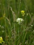 Medicago falcata