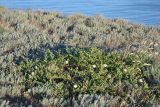 Capparis herbacea