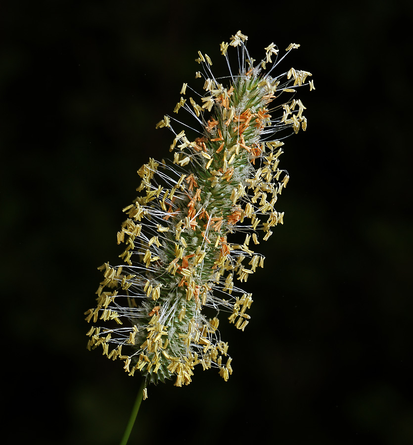 Изображение особи Phleum pratense.