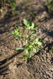 Euphorbia densa