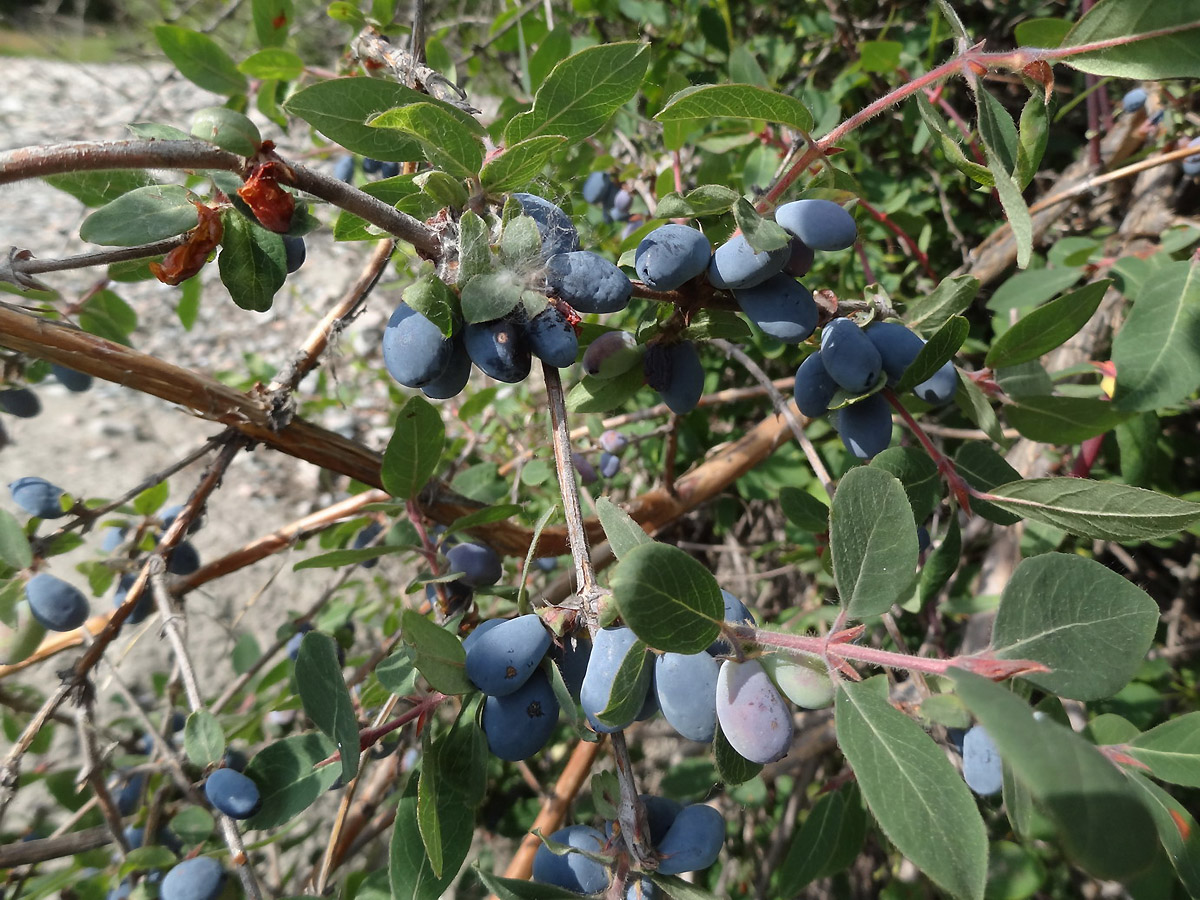 Изображение особи Lonicera stenantha.