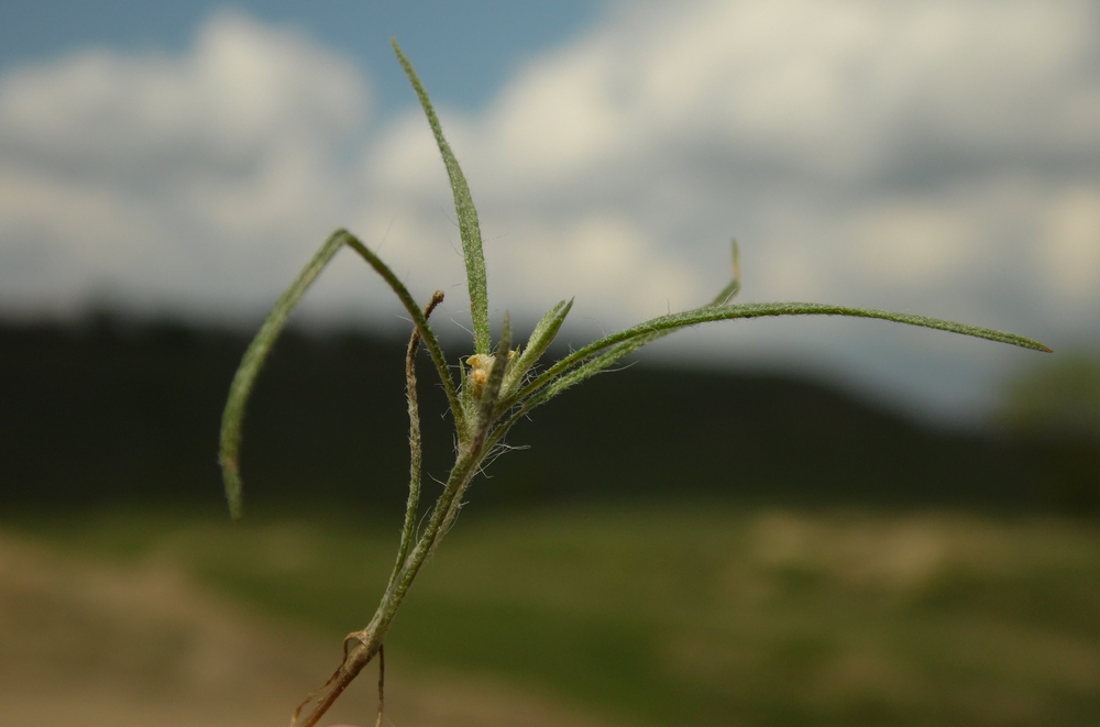 Изображение особи Ceratocarpus arenarius.