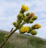 Sonchus palustris. Соцветия. Ростовская обл., Белокалитвинский р-н, окр. хутора Грушёвка, на берегу небольшого водоёма в днище каменистой балки. 23.06.2013.