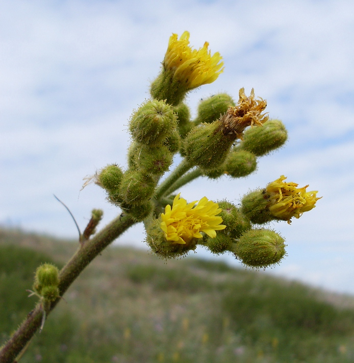 Изображение особи Sonchus palustris.