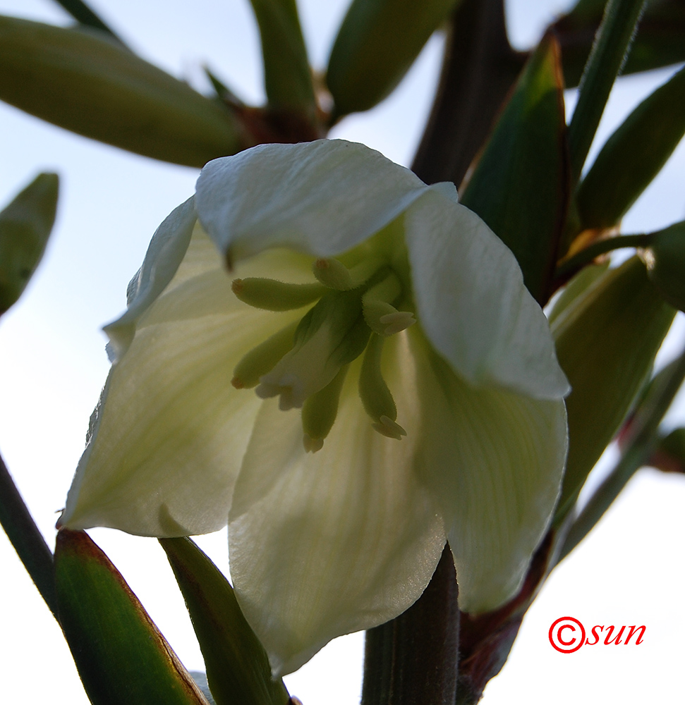 Изображение особи Yucca gloriosa.