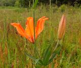 Lilium pensylvanicum