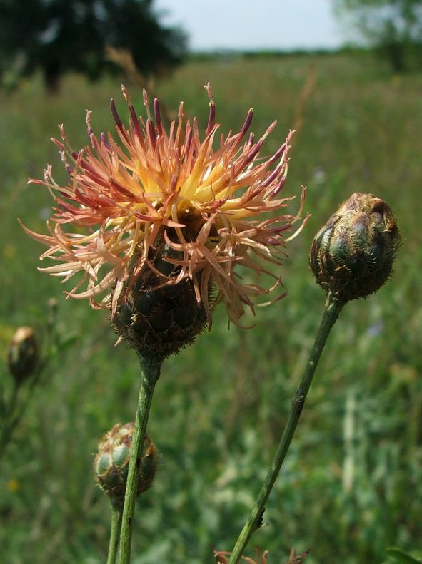 Изображение особи Centaurea rigidifolia.