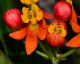 Asclepias curassavica