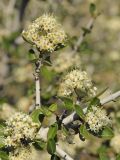 Ceanothus cuneatus