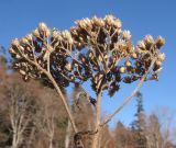 Achillea millefolium