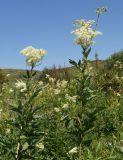 Filipendula ulmaria