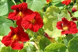 Tropaeolum majus. Цветки и листья. Восточный Казахстан, г. Усть-Каменогорск, клумба в парке, в культуре. 18.07.2012.