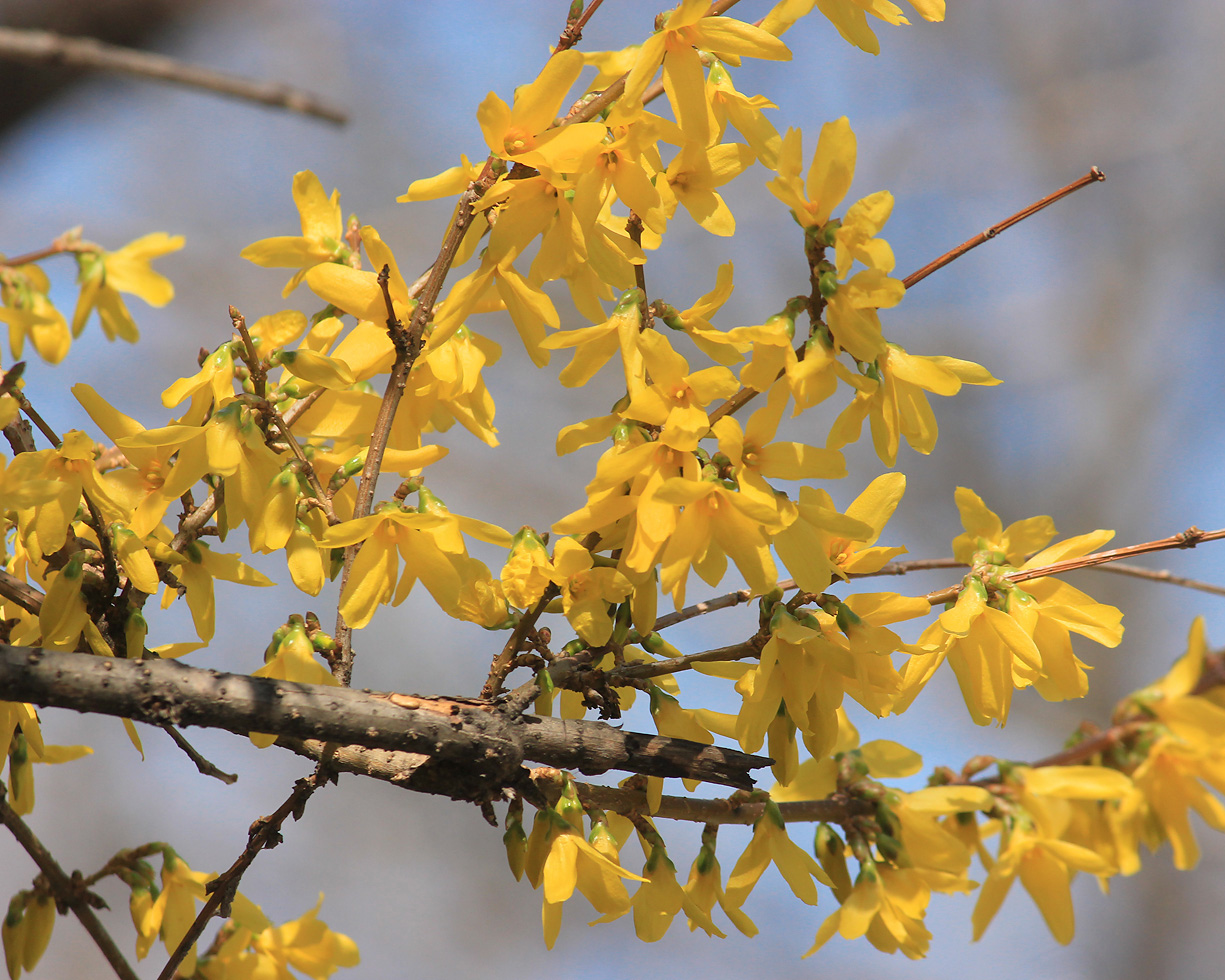 Изображение особи Forsythia &times; intermedia.