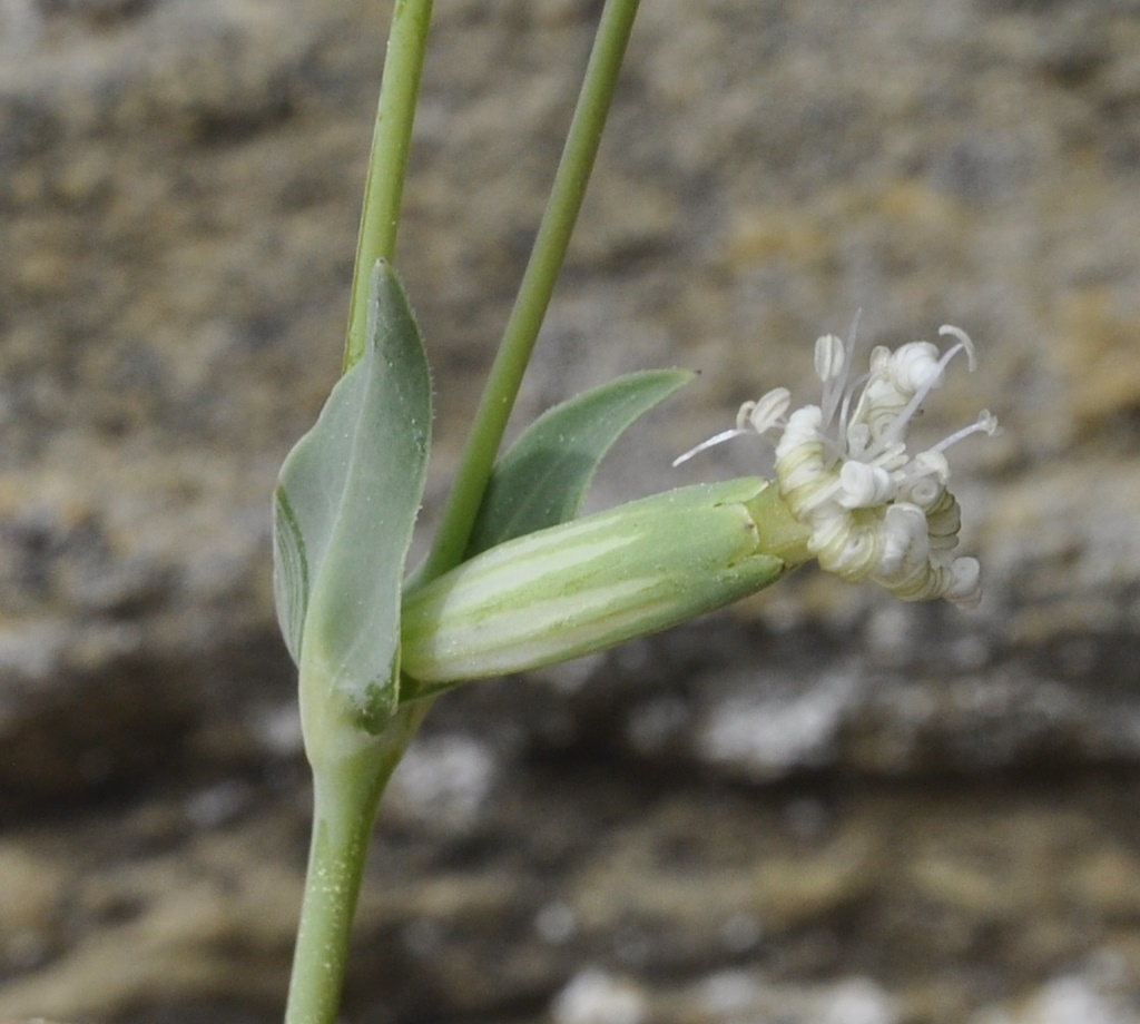 Изображение особи Silene graeca.