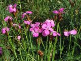 Dianthus carthusianorum. Верхушка цветущих побегов. ФРГ, Тюрингия, окрестности Йены, на травянистом склоне. 26 мая 2007 г.