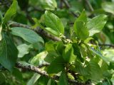 Populus suaveolens