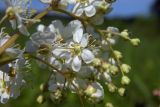 Filipendula vulgaris