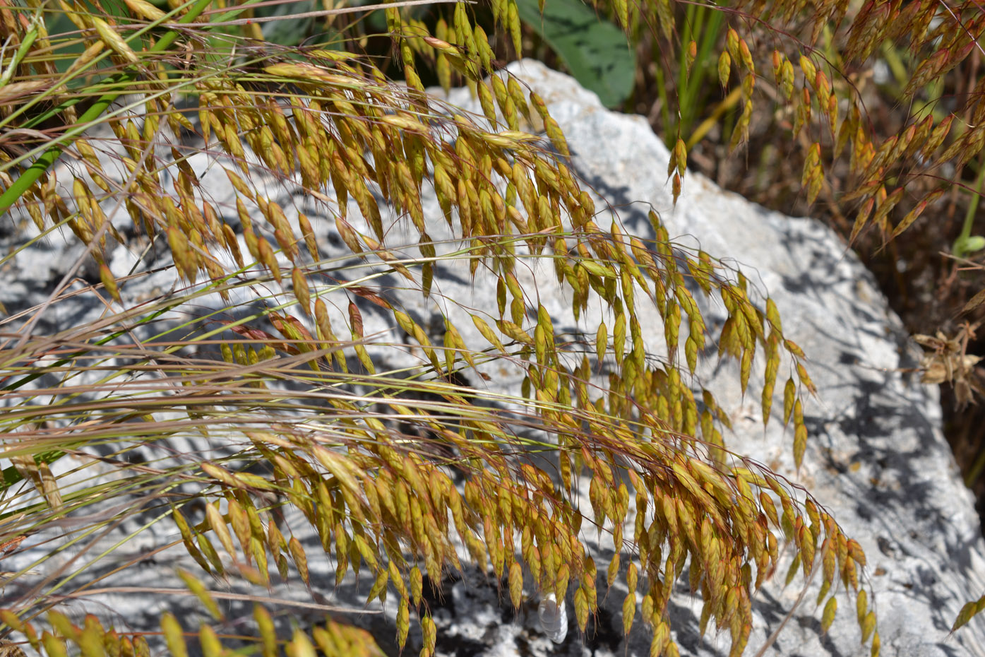 Image of Bromus commutatus specimen.