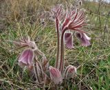 Pulsatilla pratensis