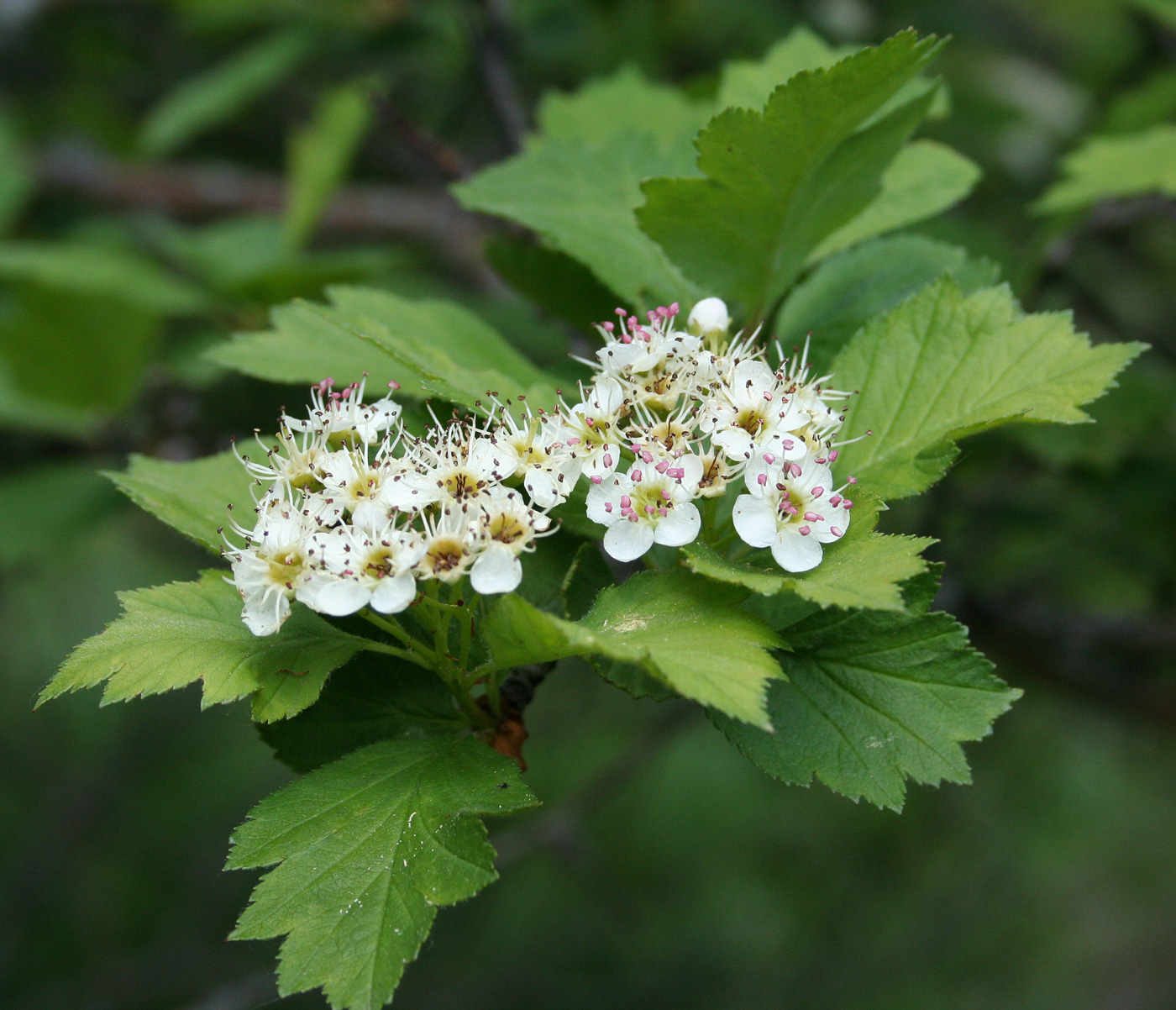 Image of Crataegus sanguinea specimen.