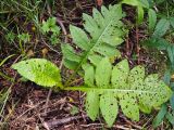 Cirsium oleraceum