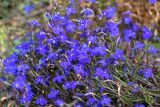 Lobelia erinus