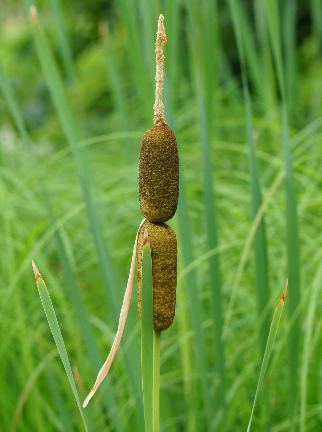 Изображение особи Typha latifolia.