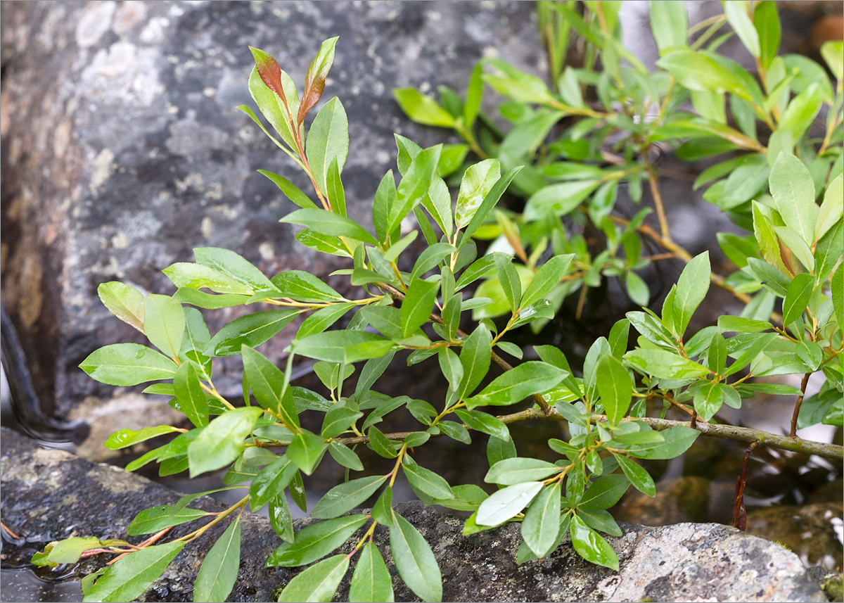 Изображение особи Salix phylicifolia.