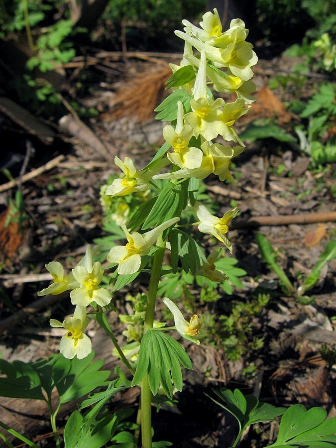 Изображение особи Corydalis bracteata.