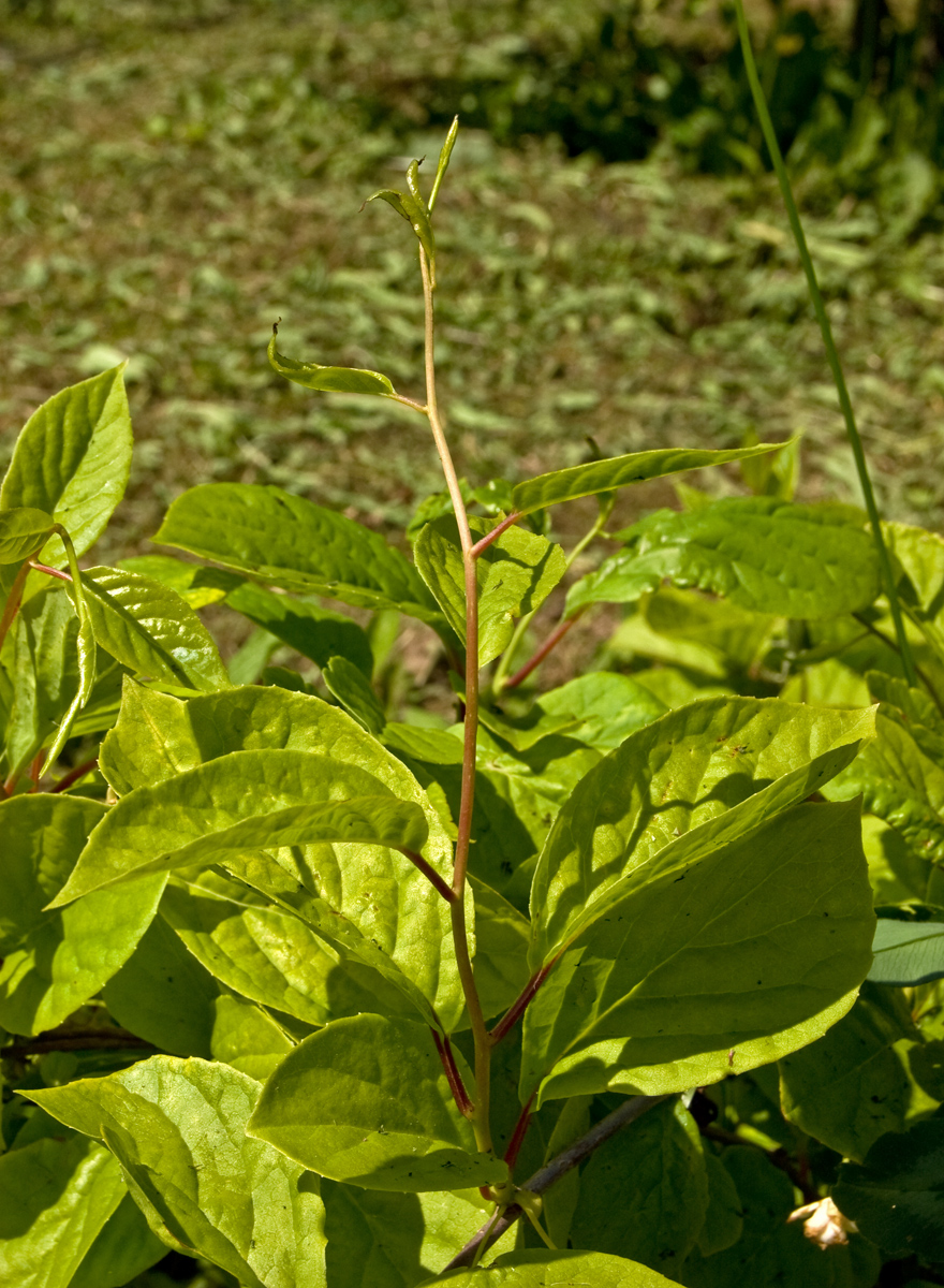 Изображение особи Schisandra chinensis.