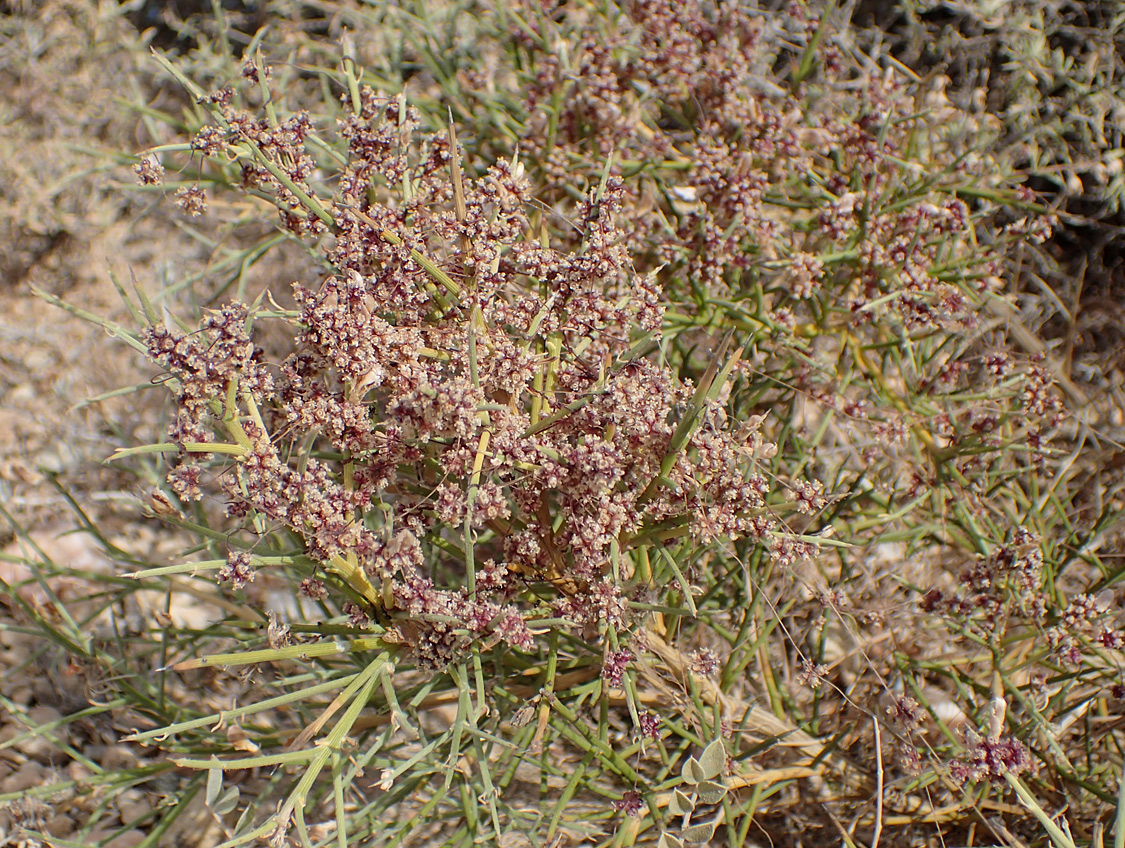 Изображение особи Cuscuta epithymum.