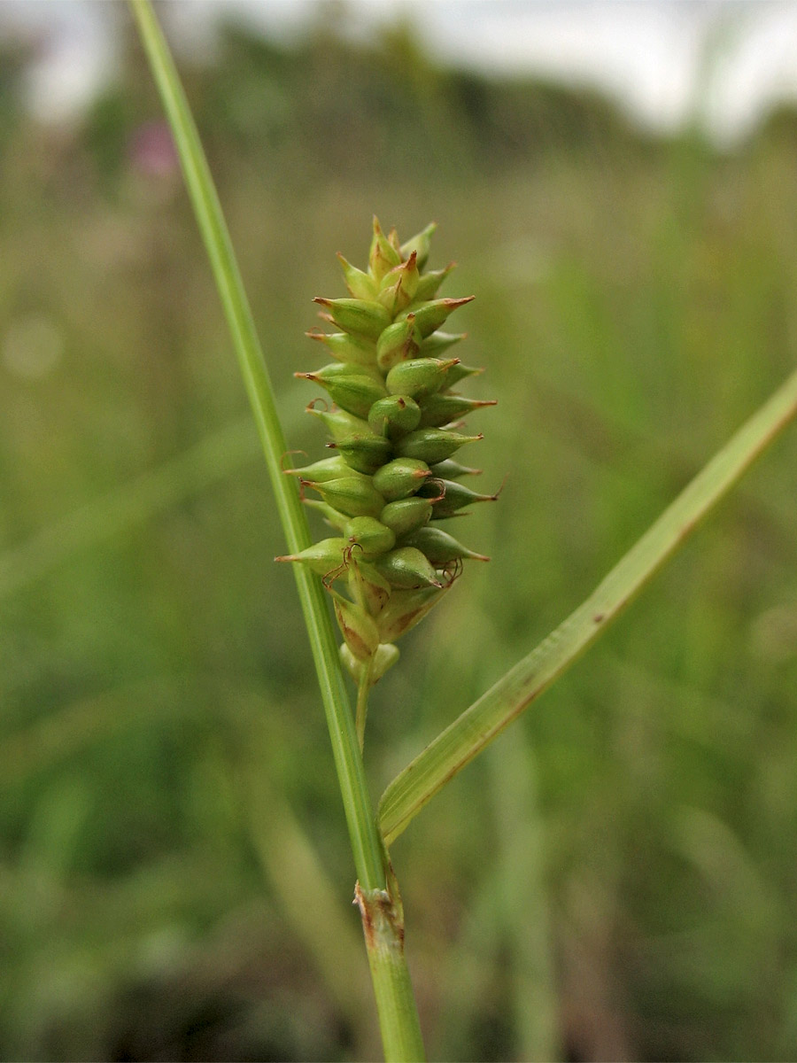 Изображение особи Carex punctata.