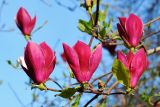 Magnolia × soulangeana. Побеги с цветками. Узбекистан, г. Ташкент, Ботанический сад им. Ф.Н.Русанова. 24.03.2019.