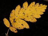 Sorbus hybrida