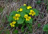 Viola uniflora