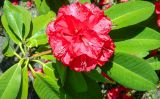 Rhododendron macrophyllum