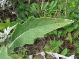 Cirsium euxinum. Лист с поражениями. Краснодарский край, окр. г. Новороссийск, хр. Маркотх, пер. Андреевский, нагорная степь. 07.08.2019.